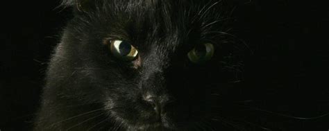 看到黑猫代表什么 夢見以前男友
